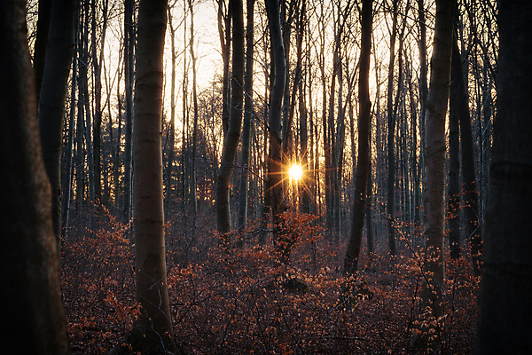 포토 JPG 해외이미지 나무 식물 계절 잎 벤치 오렌지 자연 아침 날씨 휴가 휴식 그림자 사람없음 야외 목재 초록색 빛 강 햇빛 태양 뷰티 노란색 평화 환경 맑음 침묵 일몰 안개 광선 시골 저녁 숲 뿌리 땅바닥 해외포토 주간 자연요소 컬러 컨셉 의자 과일 재료 바닥 노을 소리 야간 생태계 파일형식 이미지허브