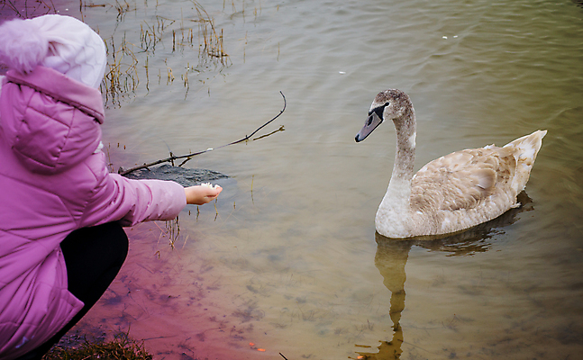 포토 JPG 해외이미지 동물 백인 라이프스타일 옷 공원 여자 행복 호수 야생동물 어린이 음식 빵 자연 조류 휴식 오리 함께함 사람 사람없음 야외 가로 물 반려동물 강 뷰티 우정 흰색 자녀 연못 먹이 먹기 백조 돌봄 블러 수유 초보 해외포토 자연요소 서양인 공공시설 감정 컬러 컨셉 모션 생활 친구 생태계 파일형식 이미지허브