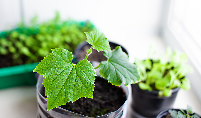 포토 JPG 해외이미지 식물 화초 잎 오이 사람없음 흙 원예 모종 해외포토 채소 취미 파일형식 이미지허브