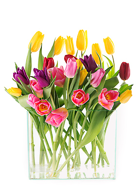 포토 JPG 해외이미지 여러송이 잎 봄꽃 유리 실내 사람없음 꽃병 튤립 가득함 흰배경 담기 해외포토 식물 꽃 다수 백그라운드 모션 재질 내부 봄 흰색 파일형식 이미지허브