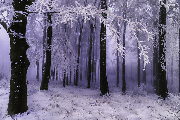 포토 JPG 해외이미지 주간 나무 계절 공원 겨울 자연 날씨 풍경 사람없음 야외 목재 가로 뷰티 환경 냉동 얼음 추위 백발 흰색 나뭇가지 숲 시원함 12월 서리 장면 1월 내추럴 삼림지대 눈내림 해외포토 자연요소 식물 헤어스타일 공공시설 컬러 재료 눈_날씨 날짜 생태계 파일형식 이미지허브