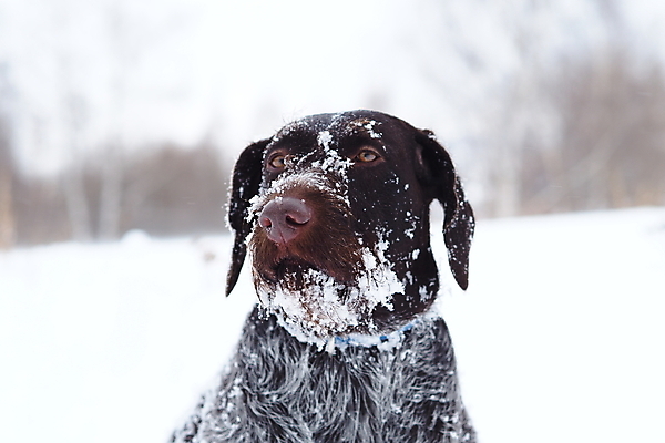 포토 JPG 해외이미지 겨울 밭 자연 사람없음 반려동물 갈색 개 사냥꾼 기르기 총구 해외포토 동물 직업 계절 컬러 농업 포유류 생태계 돌봄 파일형식 이미지허브