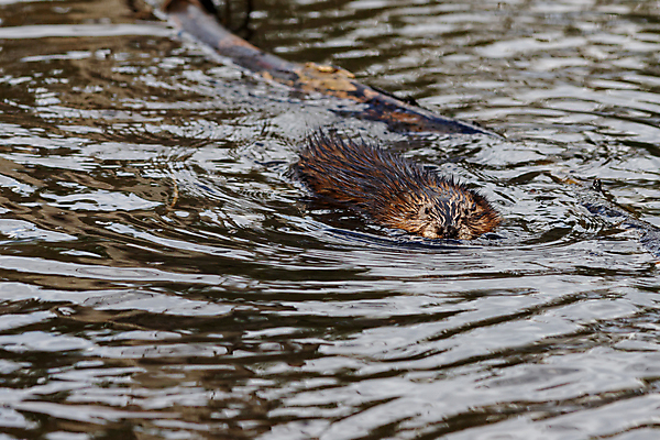 포토 JPG 해외이미지 동물 한마리 호수 얼굴 야생동물 파도 캐나다 포유류 자연 표면 생물 털 사람없음 야외 물 수영 젖음 습지 설치류 모피 통나무 내추럴 잔물결 해외포토 자연요소 나무 1 물결 바다 북아메리카 신체부위 수상스포츠 생태계 파일형식 이미지허브
