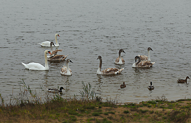 포토 JPG 해외이미지 주간 나무 동물 구름 커플 계절 공원 실루엣 호수 여행 가족 자연 조류 사랑 풍경 사람없음 야외 가로 물 파란색 강 컬러풀 뷰티 반사 침묵 고요 황혼 일몰 새벽 안개 성장 가을 흰색 연못 도시 우아함 큼 백조 거위 잔물결 해외포토 자연요소 식물 공공시설 감정 물결 컬러 컨셉 관계 날씨 촬영기법 노을 소리 크기 생태계 파일형식 이미지허브