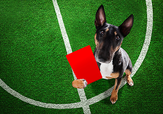 포토 JPG 해외이미지 동물 스포츠 운동화 밭 축구공 공 놀이 건강 경고 사람없음 컵 빨간색 선글라스 축구 경기장 기차 게임 우승 신용카드 부채 심판 개 불기 가죽 호루라기 트로피 사인 점수 법관 보여주기 고립 골 마스코트 승자 챔피언 플레이어 해외포토 식기 안경 육상교통 컬러 신발 농업 축구용품 포유류 스포츠시설 모션 대중교통 금융 구기 최고 법률가 상_우승 파일형식 이미지허브