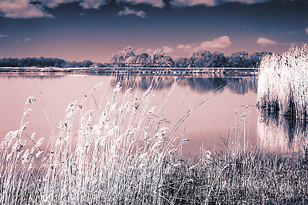 포토 JPG 해외이미지 나무 식물 계절 호수 백그라운드 잎 자연 하늘 사람없음 야외 물 파란색 빛 뷰티 갈색 노란색 맑음 침묵 봄 나뭇가지 소나무 닫기 숲 큼 해외포토 자연요소 컬러 모션 날씨 소리 크기 생태계 파일형식 이미지허브