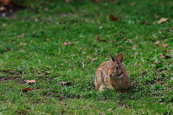 포토 JPG 해외이미지 주간 한마리 응시 야생동물 잔디 사람없음 야외 갈색 토끼 해외포토 자연요소 식물 동물 1 시선 컬러 포유류 반려동물 파일형식 이미지허브