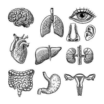 EPS 해외이미지 디자인 신체 일러스트 부분 해부 사람없음 신체부위 심장 신장 허파 장기 스케치 뇌 코 간 대장 소장 귀 위장 자궁 해외일러스트 의학 미술 사람 장기_의학 비뇨기관 호흡기관 파일형식 벡터 이미지허브