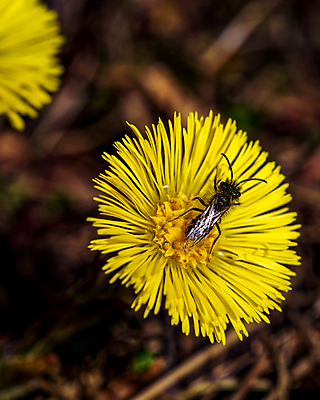 포토 JPG 해외이미지 식물 동물 계절 꽃잎 꽃 야생동물 곤충 꽃무늬 밭 날개 자연 노동자 사람없음 야외 여름 컬러풀 뷰티 노란색 정원 봄 들꽃 벚꽃 개화 닫기 선택 벌레 꿀벌 작음 수분 벌 묘사 꽃가루 꿀 내추럴 생태학 호박벌 해외포토 직업 교육 컬러 컨셉 무늬 농업 모션 벌_곤충 크기 가루 생태계 파일형식 이미지허브