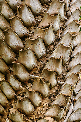 포토 JPG 해외이미지 나무 식물 디자인 벽 백그라운드 패턴 자연 벽지 표면 추상 손바닥 사람없음 야외 목재 갈색 사막 거친 닫기 묘사 유기농 질감 나무껍질 코코넛 내추럴 옛날 해외포토 손 웰빙 컬러 무늬 과일 재료 모션 껍질 생태계 파일형식 이미지허브