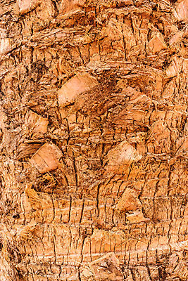 포토 JPG 해외이미지 나무 식물 디자인 벽 백그라운드 패턴 자연 벽지 표면 추상 손바닥 사람없음 야외 목재 갈색 사막 거친 닫기 묘사 유기농 질감 나무껍질 코코넛 내추럴 옛날 해외포토 손 웰빙 컬러 무늬 과일 재료 모션 껍질 생태계 파일형식 이미지허브