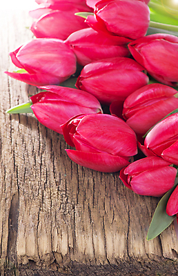 포토 JPG 해외이미지 여러송이 봄꽃 실내 사람없음 튤립 나무배경 해외포토 꽃 다수 백그라운드 내부 봄 파일형식 이미지허브