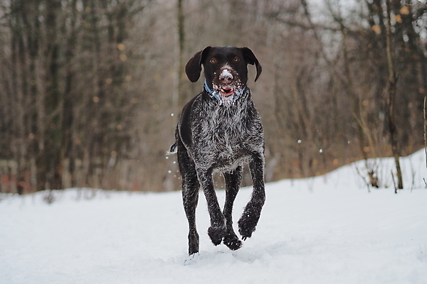 포토 JPG 해외이미지 동물 겨울 자연 사람없음 갈색 산책 기쁨 개 숲 사냥 사냥개 사냥꾼 기르기 해외포토 직업 계절 감정 컬러 포유류 휴식 생태계 돌봄 파일형식 이미지허브
