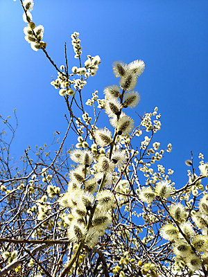 포토 JPG 해외이미지 나무 자연 하늘 부활절 사람없음 봄 나뭇가지 버드나무 생태학 해외포토 식물 계절 교육 기념일 생태계 파일형식 이미지허브
