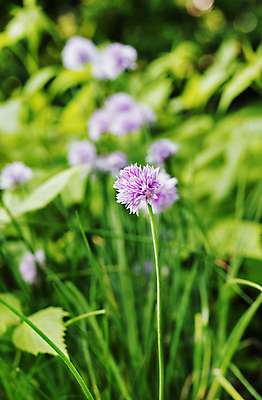 포토 JPG 해외이미지 식물 계절 꽃 음식 줄기 백그라운드 꽃무늬 밭 농업 채소 재료 자연 건강 요리 사람없음 야외 초록색 정원 보라색 수확 성장 벚꽃 시골 신선 맛 허브 원예 식용 해외포토 산업 컬러 컨셉 무늬 취미 생태계 파일형식 이미지허브