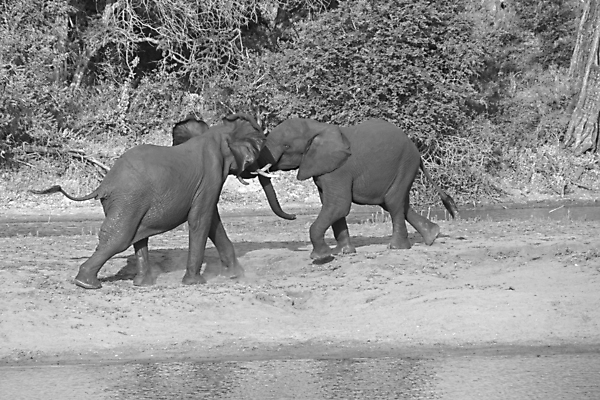 포토 JPG 해외이미지 동물 여자 남자 야생동물 여행 포유류 아프리카 자연 초식동물 코끼리 사람없음 야외 걷기 환경 아기 황무지 보호 큼 사파리 환경보전 상아 멸종 서식지 내추럴 남아프리카 사바나 생태학 해외포토 교육 나라 컨셉 모션 사람 크기 사회이슈 생태계 파일형식 이미지허브