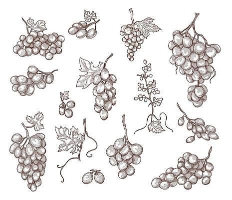 EPS 해외이미지 식물 디자인 열매 잎 일러스트 포도 사람없음 스케치 포도송이 포도나무 포도넝쿨 해외일러스트 과일 미술 덩굴 과일나무 파일형식 벡터 이미지허브