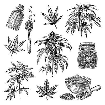 EPS 해외이미지 디자인 잎 일러스트 씨앗 사람없음 약 숟가락 나뭇가지 항아리 사발 약초 병 스케치 스쿱 대마초 해외일러스트 나무 식물 식기 의학 수저 미술 도자기 풀 사기그릇 마약 파일형식 벡터 이미지허브