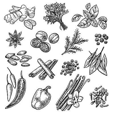 EPS 해외이미지 디자인 일러스트 재료 사람없음 양념 스케치 허브 향신료 매움 후추 생강 바질 로즈메리 바닐라 시나몬 양념재료 오레가노 팔각회향 해외일러스트 식물 채소 미술 맛 향미료 파일형식 벡터 이미지허브