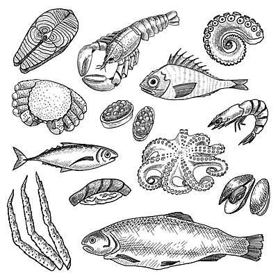 EPS 해외이미지 디자인 일러스트 조개 새우 어류 사람없음 초밥 게 가재 스케치 해산물 오징어 손그림 문어 연어 게다리 문어다리 해외일러스트 어패류 연체동물 갑각류 미술 수중동물 일본음식 파일형식 벡터 이미지허브