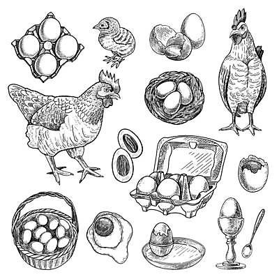 EPS 해외이미지 디자인 일러스트 병아리 사람없음 계란 숟가락 닭 둥지 스케치 수탉 계란판 계란꽂이 깨짐 달걀바구니 암탉 해외일러스트 컨셉 조류 수저 미술 바구니 알 암컷 수컷 꽂이 파일형식 벡터 이미지허브