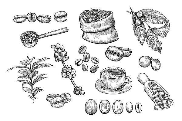 EPS 해외이미지 커피 잎 농업 일러스트 사람없음 원두 커피잔 스케치 자루 스쿱 커피열매 커피자루 해외일러스트 식물 열매 산업 음료 잔 미술 파일형식 벡터 이미지허브