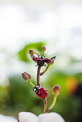 포토 JPG 해외이미지 식물 디자인 야생동물 곤충 추상 사람없음 목재 그래픽 초록색 장난감 갈색 유행 환경 검은색 흰색 닫기 수집 딱정벌레 묘사 질감 무당벌레 옛날 핸드메이드 해외포토 나무 동물 컬러 무늬 재료 모션 파일형식 이미지허브