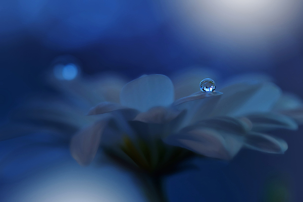 포토 JPG 해외이미지 배너 꽃 실루엣 포스터 선 결혼 백그라운드 꽃무늬 패턴 일러스트 추상 휴가 수채화 새로움 기념 선물 사랑 미술 사람없음 그래픽 장식 여름 뷰티 덮개 소용돌이 축하 인사 신용카드 화려 떨어짐 편지 메뉴 질감 엽서 초대 공상 파스텔톤 포장소품 해외일러스트 식물 계절 감정 컬러 컨셉 무늬 포장 문화예술 촬영기법 이벤트 금융 뚜껑 회오리 예절 오브젝트 포장재료 파일형식 이미지허브