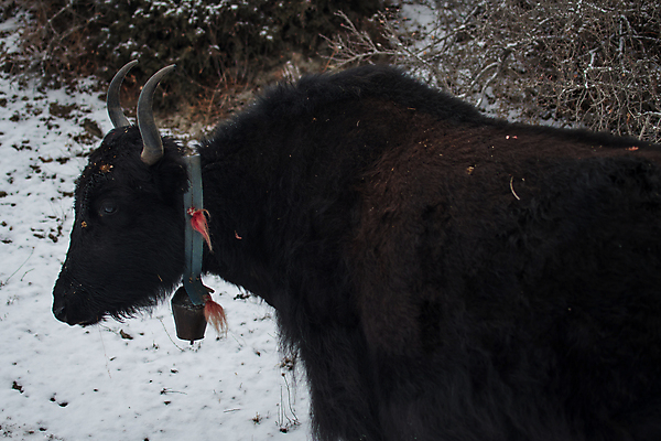 포토 JPG 해외이미지 동물 아시아 얼굴 여행 겨울 밭 포유류 자연 하늘 산 뿔 풍경 사람없음 야외 초록색 농장 갈색 머리 계곡 검은색 트래킹 하이킹 종 소 12월 들소 황소 네팔 양모 히말라야 해외포토 계절 나라 컬러 농업 레저 신체부위 직물 날짜 생태계 파일형식 산맥 이미지허브