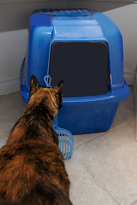 포토 JPG 해외이미지 동물 응시 모래 바닥 주택 실내 앉기 사람없음 파란색 반려동물 상자 머리 문 고양이 활발 장비 욕실 조약돌 쓰레기 큼 컨테이너 플라스틱 입장 오브젝트 국자 호기심 시작 화장실 귀 트랙 변기통 사생활 위생관리 해외포토 시선 감정 산업 컬러 컨셉 포유류 모션 재질 주방용품 관리 내부 건물 신체부위 돌_바위 크기 파일형식 이미지허브