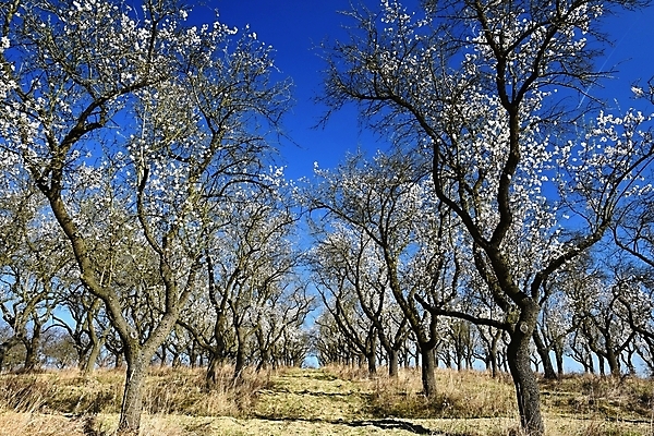 포토 JPG 해외이미지 나무 식물 계절 꽃 분홍색 백그라운드 꽃무늬 자연 하늘 사람없음 야외 초록색 파란색 빛 햇빛 뷰티 정원 일본 맑음 봄 벚꽃 흰색 나뭇가지 신선 개화 체리 닫기 과수원 4월 장면 부드러움 아몬드 내추럴 파스텔톤 해외포토 아시아 컬러 무늬 농업 과일 모션 날씨 태양 견과류 감각 날짜 생태계 파일형식 이미지허브