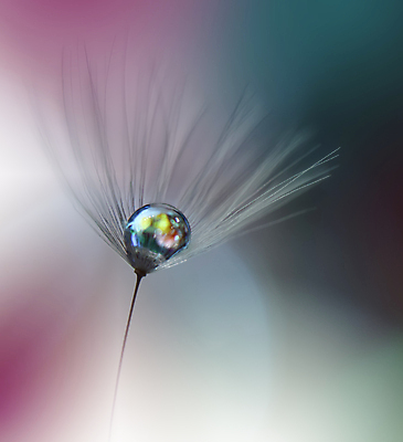 포토 JPG 해외이미지 식물 계절 꽃 실루엣 분홍색 백그라운드 패턴 자연 벽지 추상 건조 사랑 미술 경사 사람없음 옆모습 물 빛 뷰티 놀람 거품 물방울 신선 투명 이슬 민들레 제비꽃 묘사 만족 유기농 내추럴 특별함 많음 해외포토 자연요소 웰빙 감정 뷰포인트 컬러 컨셉 무늬 문화예술 촬영기법 표정 생태계 파일형식 이미지허브