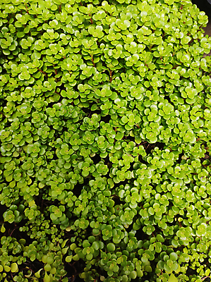 포토 JPG 해외이미지 식물 공원 백그라운드 잎 패턴 자연 사람없음 야외 장식 초록색 여름 노란색 환경 정원 성장 신선 개화 유기농 원예 질감 내추럴 땅바닥 해외포토 웰빙 계절 공공시설 꽃 컬러 무늬 바닥 취미 생태계 파일형식 이미지허브