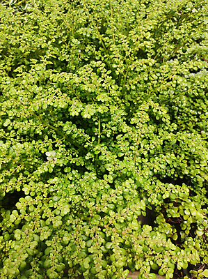 포토 JPG 해외이미지 식물 공원 백그라운드 잎 패턴 자연 사람없음 야외 장식 초록색 여름 노란색 환경 정원 성장 신선 개화 유기농 원예 질감 내추럴 땅바닥 해외포토 웰빙 계절 공공시설 꽃 컬러 무늬 바닥 취미 생태계 파일형식 이미지허브