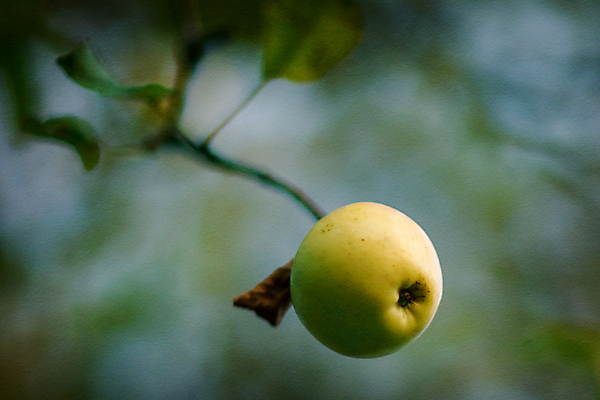 포토 JPG 해외이미지 나무 식물 계절 종이 음식 백그라운드 잎 농업 과일 자연 하늘 건강 사람없음 초록색 물 파란색 농장 노란색 정원 수확 성장 나뭇가지 그리기 황금 사과 소프트포커스 과수원 질감 내추럴 숙성 해외포토 자연요소 산업 컬러 모션 촬영기법 생태계 파일형식 이미지허브