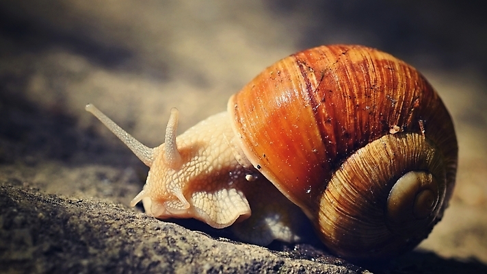 포토 JPG 해외이미지 주간 한마리 사람없음 야외 땅 비네팅 기어가기 해외포토 자연요소 1 모션 촬영기법 파일형식 이미지허브