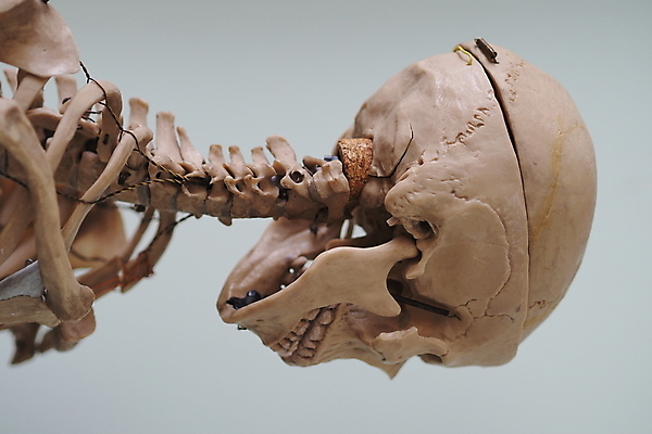 포토 JPG 해외이미지 모델 과학 해부 뼈 골격 사람 사람없음 약 척추 생물학 해골모형 해외포토 교육 의학 모형 파일형식 이미지허브