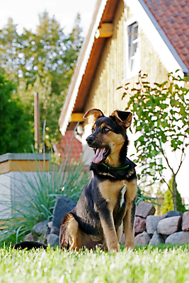 포토 JPG 해외이미지 동물 응시 행복 얼굴 백그라운드 장난 포유류 자연 주택 앉기 사람없음 야외 초록색 반려동물 갈색 노란색 검은색 봄 개 송곳니 해외포토 시선 계절 감정 컬러 모션 건물 신체부위 치아 생태계 파일형식 이미지허브