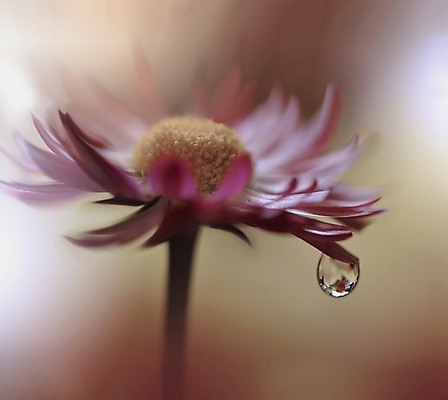 포토 JPG 해외이미지 식물 디자인 배너 꽃 백그라운드 꽃무늬 자연 벽지 추상 휴가 새로움 기념 사랑 미술 사람없음 장식 컬러풀 뷰티 봄 덮개 벚꽃 축하 인사 신용카드 메뉴 데이지 캔버스 초대 파스텔톤 해외포토 계절 감정 컬러 컨셉 무늬 문화예술 금융 뚜껑 예절 생태계 파일형식 이미지허브