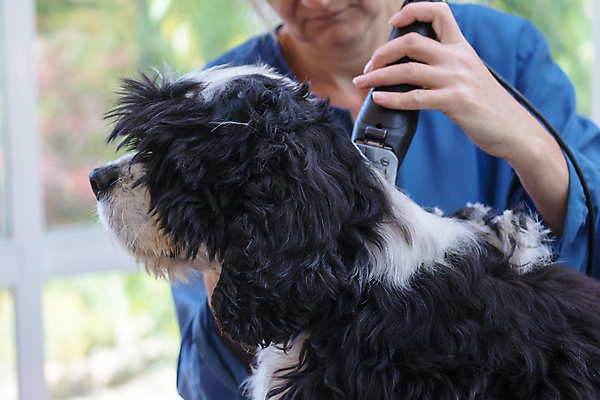 포토 JPG 해외이미지 한마리 여자 실내 한명 들기 상반신 성인 앞모습 아웃포커스 강아지 바리깡 애견미용 애견미용사 성인여자한명만 해외포토 1 뷰포인트 모션 촬영기법 사람 내부 반려동물 뷰티 개 미용사 여자한명만 성인여자만 파일형식 이미지허브