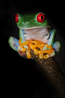 포토 JPG 해외이미지 나무 동물 얼굴 야생동물 백그라운드 요가 자연 개구리 양서류 사람없음 빨간색 초록색 컬러풀 검은색 어둠 나뭇가지 야간 숲 열대우림 강렬 동물상 이국적 해외포토 자연요소 식물 웰빙 컬러 신체부위 조형물 생태계 파일형식 이미지허브