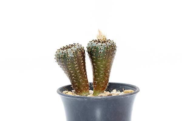 포토 JPG 해외이미지 화분 선인장 사람없음 초록색 흙 해외포토 식물 컬러 파일형식 이미지허브