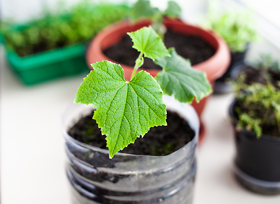 포토 JPG 해외이미지 식물 화초 잎 오이 사람없음 흙 원예 모종 해외포토 채소 취미 파일형식 이미지허브