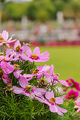 포토 JPG 해외이미지 나무 식물 템플릿 꽃잎 꽃 줄기 백그라운드 잎 꽃무늬 자연 벽지 사람없음 초록색 빛 뷰티 정원 보라색 봄 벚꽃 나뭇가지 인사 제비꽃 아로마 꽃가루 내추럴 블러 해외포토 계절 컬러 무늬 예절 가루 생태계 파일형식 이미지허브