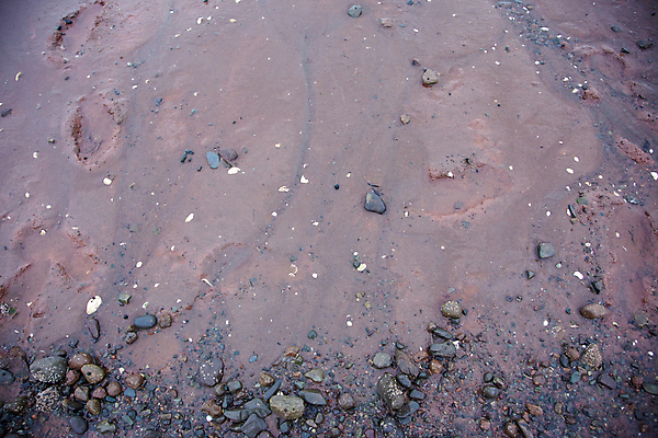 포토 JPG 해외이미지 모양 바다 패턴 자연 조류 표면 조개 사람없음 야외 빨간색 파란색 검은색 회색 젖음 촉촉함 성장 껍질 조약돌 원형 매끈함 발자국 질감 치수 진흙 무거움 대서양 깨짐 해일 해외포토 도형 동물 컬러 컨셉 무늬 자국 어패류 돌_바위 감각 무게 자연재해 생태계 파일형식 이미지허브