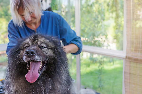 포토 JPG 해외이미지 여자 실내 한명 상반신 성인 앞모습 반려동물 개 돌봄 애견미용 성인여자한명만 해외포토 동물 1 뷰포인트 포유류 모션 사람 내부 뷰티 여자한명만 성인여자만 파일형식 이미지허브