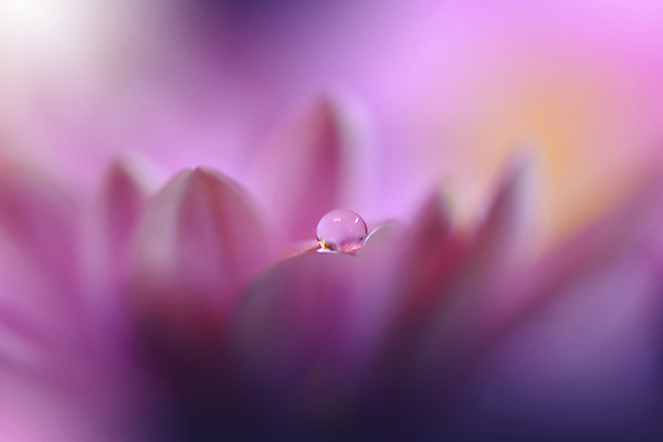 포토 JPG 해외이미지 식물 디자인 배너 꽃 백그라운드 꽃무늬 자연 벽지 추상 휴가 새로움 기념 사랑 미술 사람없음 장식 컬러풀 뷰티 봄 덮개 벚꽃 축하 인사 신용카드 메뉴 데이지 캔버스 초대 파스텔톤 해외포토 계절 감정 컬러 컨셉 무늬 문화예술 금융 뚜껑 예절 생태계 파일형식 이미지허브