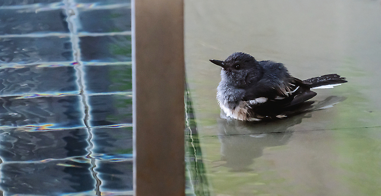 포토 JPG 해외이미지 동물 공원 얼굴 야생동물 백그라운드 날개 자연 조류 주택 털 사람없음 야외 물 여름 갈색 정원 목욕 봄 젖음 흰색 도시 떨어짐 빨래 작음 깃털 부리 웅덩이 참새 내추럴 동물상 해외포토 자연요소 계절 공공시설 컬러 컨셉 가사 건물 신체부위 조형물 청결 크기 생태계 파일형식 이미지허브