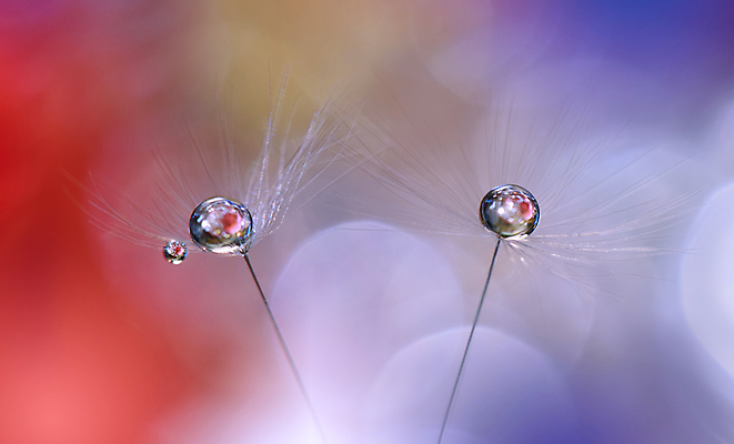 포토 JPG 해외이미지 식물 계절 꽃 실루엣 분홍색 백그라운드 패턴 자연 벽지 추상 건조 사랑 미술 경사 사람없음 옆모습 물 빛 뷰티 놀람 거품 물방울 신선 투명 이슬 민들레 제비꽃 묘사 만족 유기농 내추럴 특별함 많음 해외포토 자연요소 웰빙 감정 뷰포인트 컬러 컨셉 무늬 문화예술 촬영기법 표정 생태계 파일형식 이미지허브