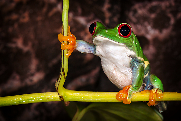 포토 JPG 해외이미지 나무 식물 동물 응시 줄기 포즈 백그라운드 손가락 자연 개구리 양서류 사람없음 초록색 컬러풀 갈색 습기 야간 숲 큼 열대우림 호기심 심각 어려움 이국적 해외포토 자연요소 손 시선 감정 컬러 컨셉 크기 생태계 파일형식 이미지허브